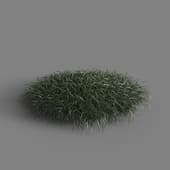 MT PM V58 Ophiopogon japonicus 01 04
