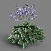 MT PM V55 Hosta francee 01 03