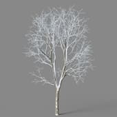 Alnus cremastogyne 01 03