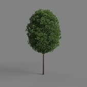 MT PM V28 European Hornbeam 02 02