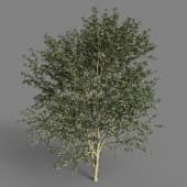 MT PM V58 Berberis julianae 01 03