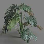 Monstera deliciosa 03