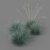 Festuca glauca 01 05