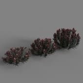 Euphorbia Blackbird crn
