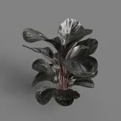 MT PM V62 Calathea roseopicta 01 03