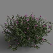 MT PM V85 Cistus incanus 01 03