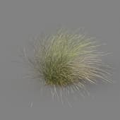 048 Stipa tenuifolia v3