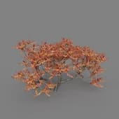 MT PM V81 Rhus typhina 01 01