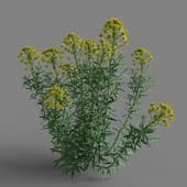 MT PM V65 Euphorbia palustris 01 03