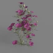 MT PM V91 Cosmos bipinnatus 01 02