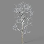 Alnus cremastogyne 01 02