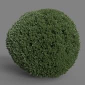 MT PM V28 Golden oriental arborvitae 01 02