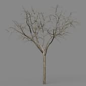 Malus Hybridus winter 04