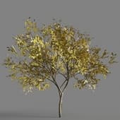 033 fraxinus