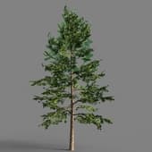 045 Pinus Strobus