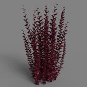 058 berberis thunbergii-Helmond Pillar
