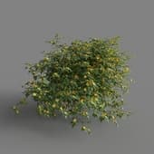 MT PM V68 Kerria japonica 01 02