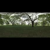 shady_patch_4k