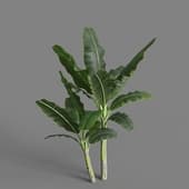 MT PM V67 Musa acuminata 01 02