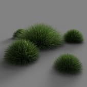 Festuca gautieri 01 01