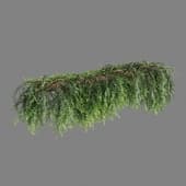 Phyllanthus Cochinchinensis