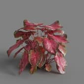 MT PM V62 Caladium red Flash 01 01