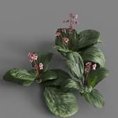 MT PM V91 Bergenia purpurascens 01 03
