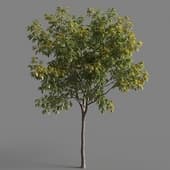Acer negundo odessanum 001-3