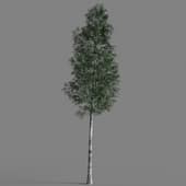 010 Ulmus