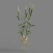 074 Triticum v2