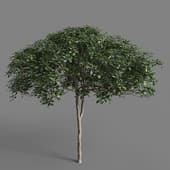 MT PM V58 Pittosporum glabratum 01 01