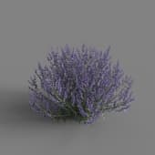 MT PM V66 Perovskia atriplicifolia 01 02