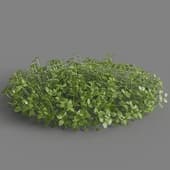 MT PM V83 Micranthemum umbrosum 01 05