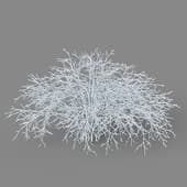 Shrub glauca 01 02