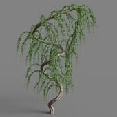 MT PM V81 Larix kaempferi pendula 01 03