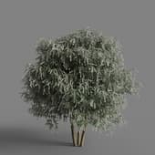 MT PM V60 Prunus lusitanica 01 06