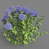 012 hydrangea