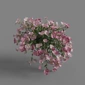 MT PM V64 Oenothera speciosa 01 05