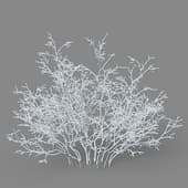 Shrub glauca 01 05
