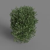 MT PM V58 Buxus bodinieri 01 05