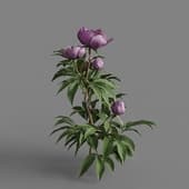 MT PM V64 Paeonia lactiflorai 01 01