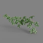 MT PM V82 Tetrastigma umbellatum 01 04
