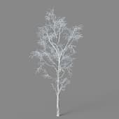 Betula platyphylla 01 01