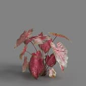 MT PM V62 Caladium red Flash 01 06