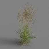 MT PM V65 Calamagrostis acutiflora 01 03