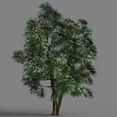 007 Ulmus