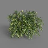 MT PM V68 Jasminum nudiflorum 01 04