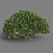 MT PM V38 Camellia sinensis 01 02