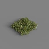 MT PM V82 Lysimachia christinae 01 06