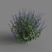 MT PM V66 Salvia guaranitica 01 06
